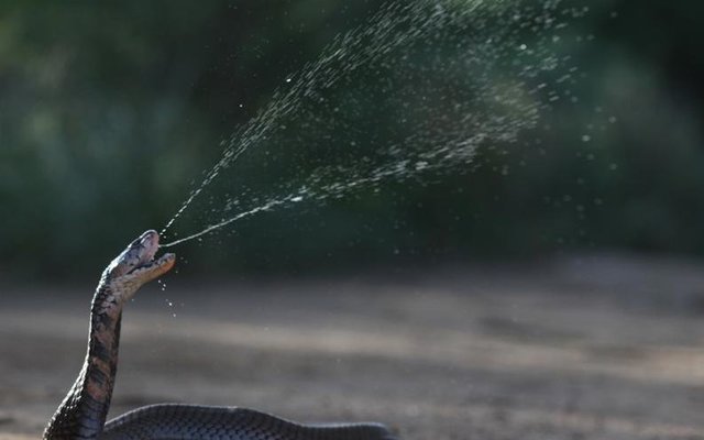 Die Mosambiekse Spoegkobra